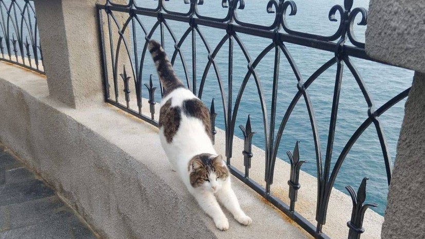 В Крыму рассказали о состоянии кошки Муси