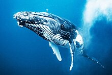 Почему киты не болеют раком