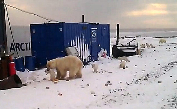 Белый медведь превратил обычный поселок в территорию охоты