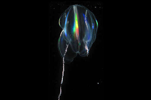 PNAS: гребневики способны произвольно возвращать организм к молодому состоянию