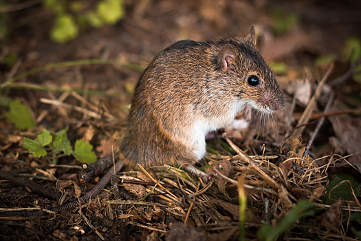 Полевые мыши поставили в тупик сибирских ученых