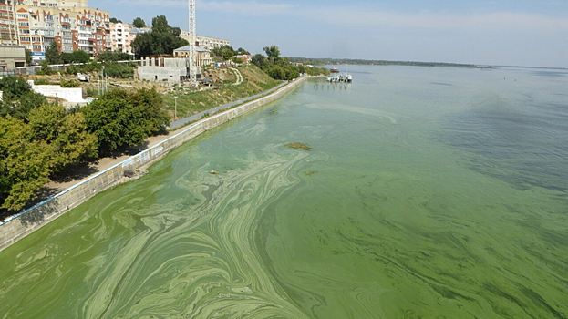 Бусаргин о микробах в воде у саратовского пляжа: С похолоданием «ситуация, как правило, улучшается»