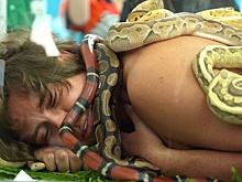 Корреспондент "РГ" разобралась, откуда у москвичей появилась страсть к змеям