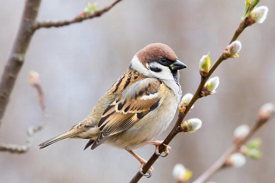 Стало известно, сколько в Татарстане проживает воробьев