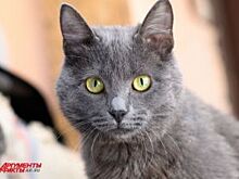 В ожидании дома. Как живут бездомные кошки и собаки в оренбургском приюте