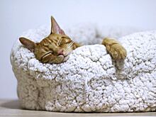 Видят ли кошки сны