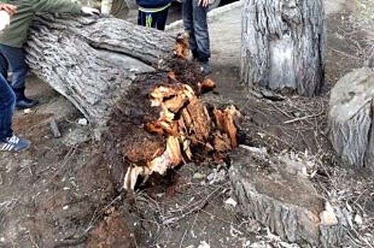 В центре Красноярска на проезжую часть упал тополь