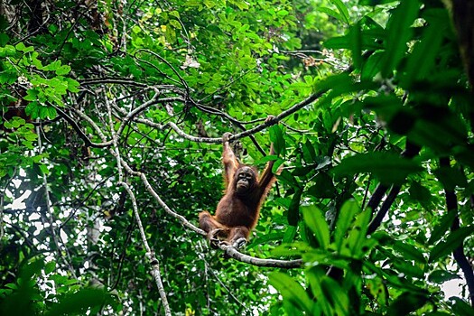 WWF выявила взрывное истребление тропических лесов на фоне коронавируса