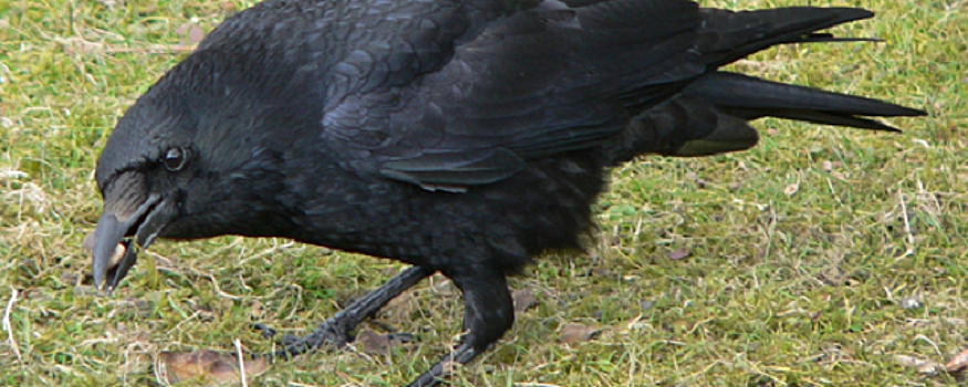 Жители Харьковской области пожаловались на ворон-минеров