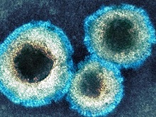 Вирусолог Чепурнов заявил, что вирус hMPV не вызовет новую пандемию