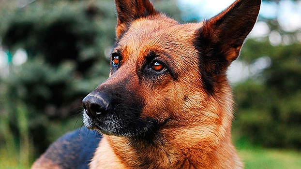 Боязнь ветеринаров, темноты и одиночества: кинолог назвал топ-5 собачьих страхов
