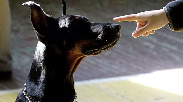 В России завели первое уголовное дело за последствия самовыгула собаки