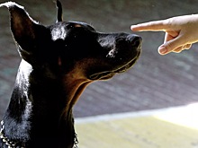 В России завели первое уголовное дело за последствия самовыгула собаки