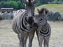 В Приморье впервые родился детеныш зебры