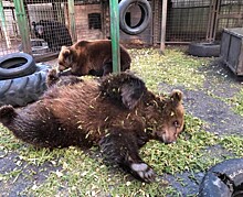 Видео дня: медведи из центра «Велес» оценили щепу из переработанных новогодних деревьев