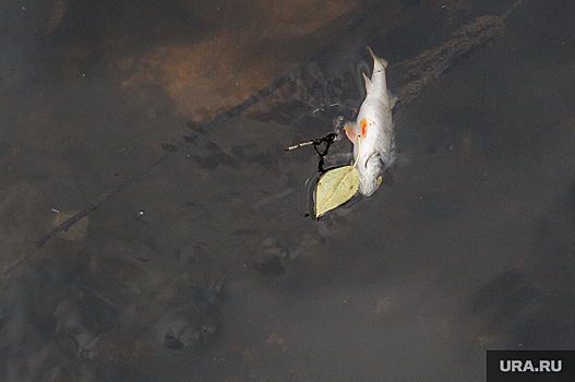 В Тюмени обнаружили водоем с мертвой рыбой. «Может, траванули чем-то»