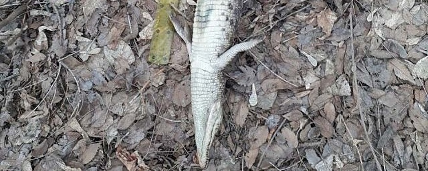 В оренбургском селе нашли мертвого крокодила