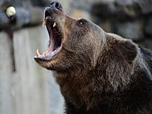 Как в Армении медведя вывели из клетки в люди