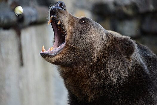 Как в Армении медведя вывели из клетки в люди