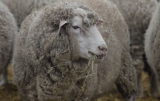 В этом году ставропольские овцеводы получили 95,1 млн рублей на производство шерсти