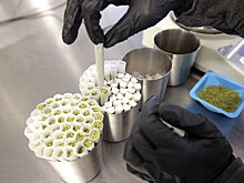 Maariv (Израиль): сколько молодых израильтян испытывают наркотическую зависимость?