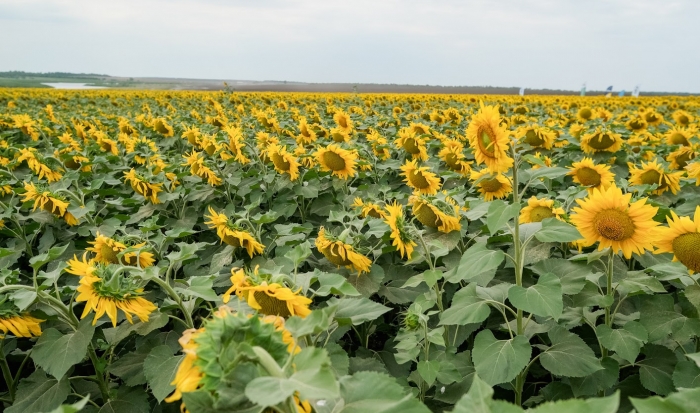 В Волгоградской области началась уборка подсолнечника и кукурузы