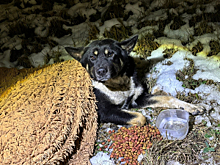 В Новгородской области полицейские помогли гражданам спасти собаку, замерзавшую в поле возле федеральной трассы