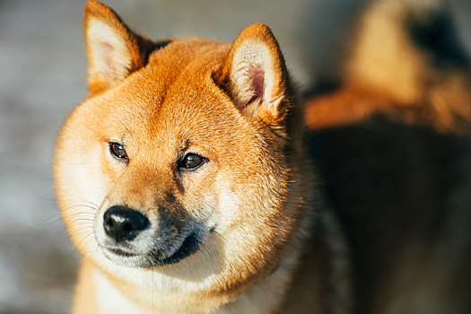 Посмотрите, как дружат дети с собаками японской породы сиба-ину