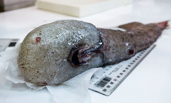 У берегов Австралии нашли вымершую безликую рыбу
