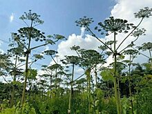 Баженов: Следующее лето Россия должна прожить без борщевика