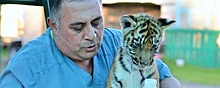 В Хабаровске из-за падения дерева погиб тигр Гектор, которого спасли в Челябинске