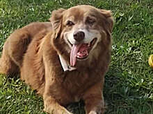 В Бразилии прожившая 10 лет на могиле хозяина собака изменила законодательство