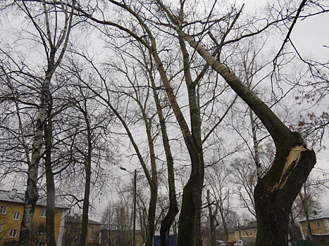 Деревья и кустарники будут высажены во дворах жилых домов Автозавода