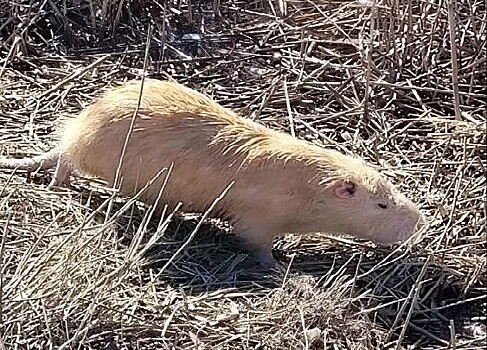 Экологи бьют тревогу: нашествие нутрий угрожает Суджукской лагуне Новороссийска