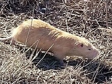 Экологи бьют тревогу: нашествие нутрий угрожает Суджукской лагуне Новороссийска