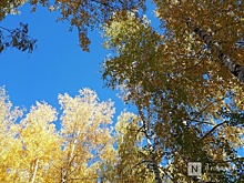 Нижегородцев предупредили об аномальном количестве пыльцы в воздухе