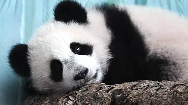В Московском зоопарке показали, как панда Катюша радуется выпавшему снегу