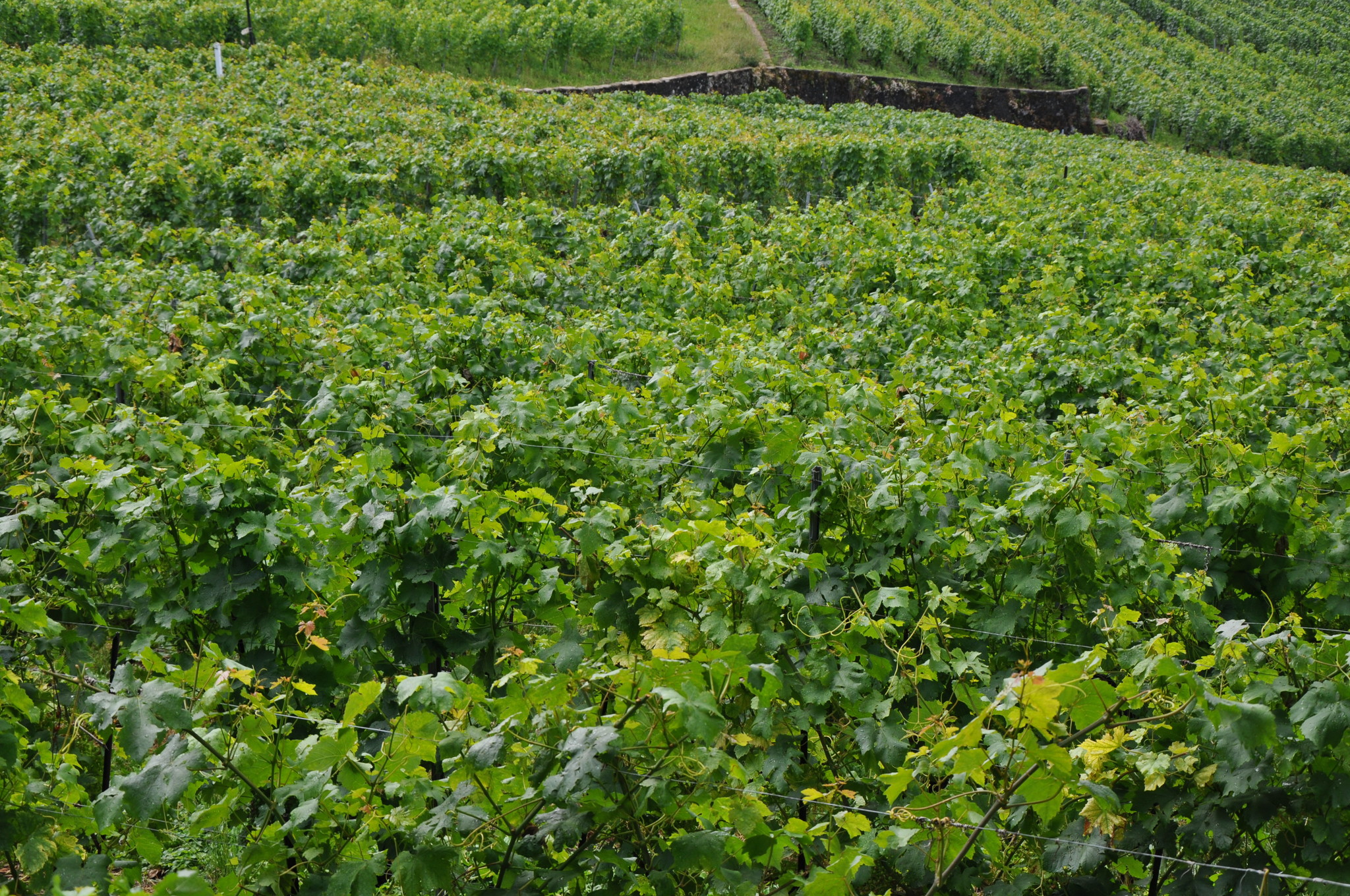 Винодельня Au Clos de la République, Террасные виноградники Лаво, Лозанна, Швейцария, Европа