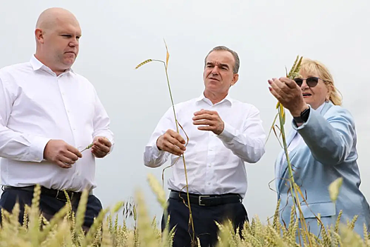 Из-за засухи на Кубани аграриям окажут поддержку