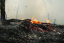 Врио главы Рязанской области Малков заявил о контролируемой ситуации с пожарами