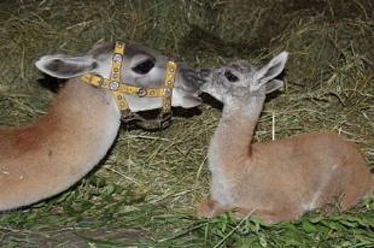Красноярцев приглашают на «обнимашки» с животными в «Роев ручей»