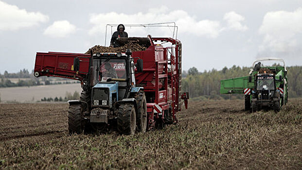 Более 54 тысяч тонн овощей закрытого грунта собрали в Липецкой области