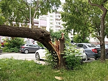 В Рязани выявили свыше 9 тысяч аварийных деревьев