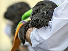 Мама для тюленя: как два биолога выкармливают нерп Финского залива