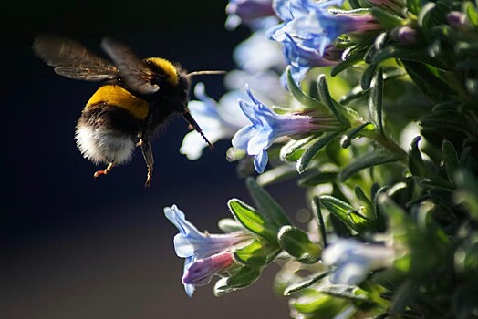 Лучшие обманщики в природе: мухи, подражающие шмелям