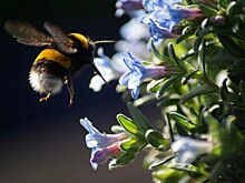 Лучшие обманщики в природе: мухи, подражающие шмелям