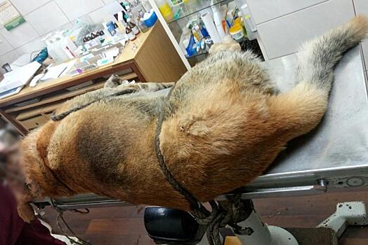 В Котельниче удалось спасти изрубленную топором собаку
