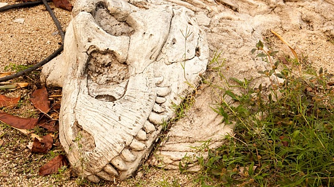 В Китае раскопали динозавра с невиданными сенсорными шипами