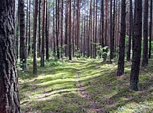 В Беларуси разрешат вырубать старый лес