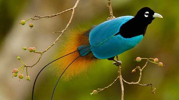 Райские птицы оказались «черными дырами» в перьях